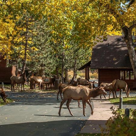 Rams Horn Village Resort Estes Park Zewnętrze zdjęcie