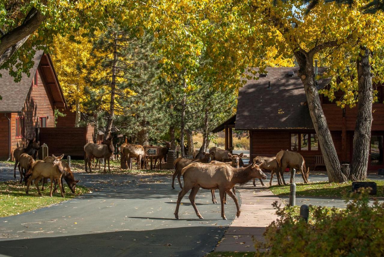 Rams Horn Village Resort Estes Park Zewnętrze zdjęcie